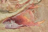 Red Selenopeltis Trilobite - Fezouata Formation #213253-2